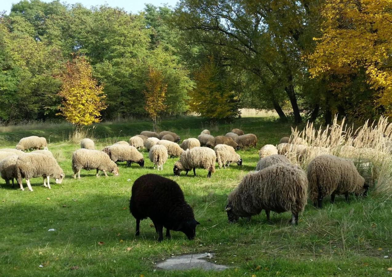 Gut Am See Görlitz Exteriör bild